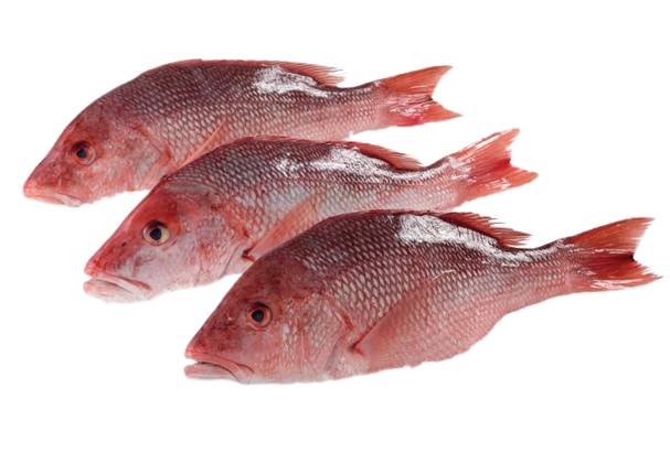 16 Red Snapper