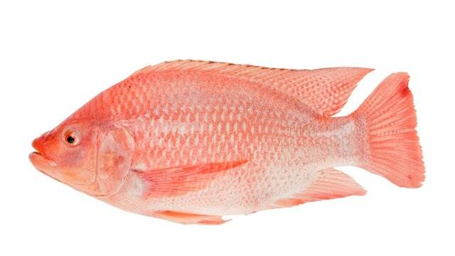7 Red Tilapia
